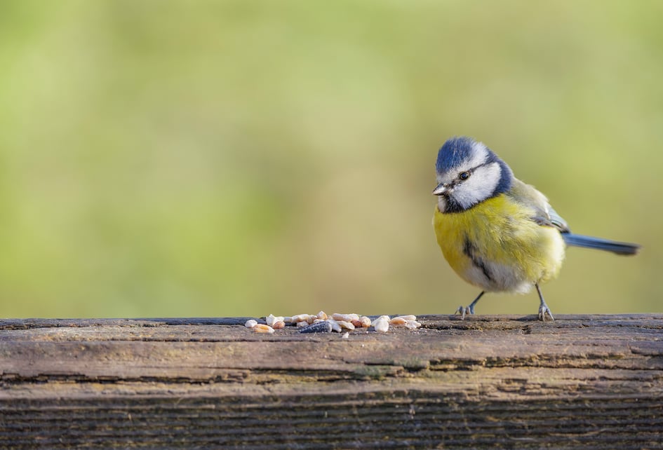 A Blue Tit perched on a wooden feeding rail at Attenborough Nature Reserve