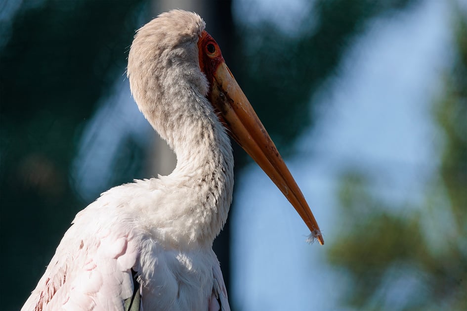 A close-up of a yellow-billed stork with pale pink-tinged plumage, a red face and a long orange bill