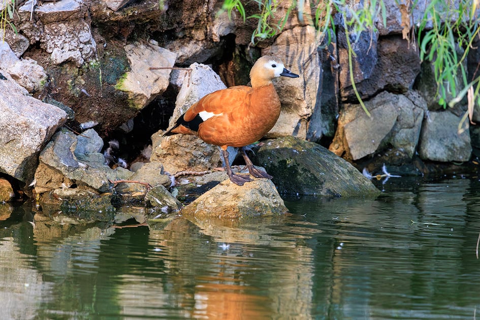 A Ruddy Shelduck with orange-brown plumage and a pale head standing on rocks beside the lake