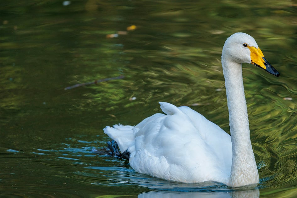 A white swan with a yellow and black bill swimming on green water