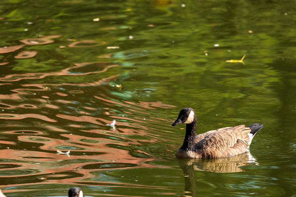 A Canada Goose with a black neck and white chinstrap swimming on the lake