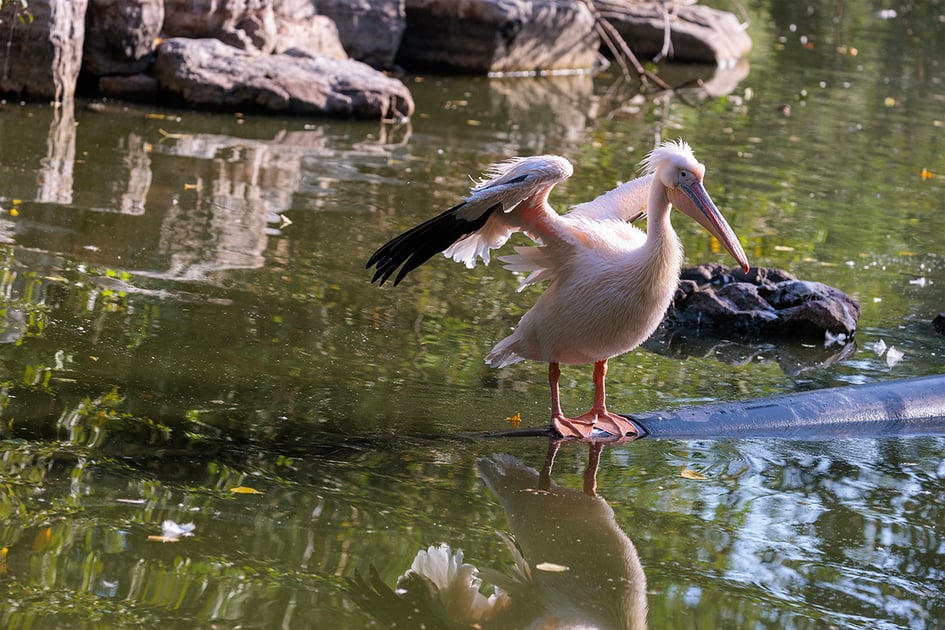 A pelican with pink legs spreading its wings while standing at the edge of the lake
