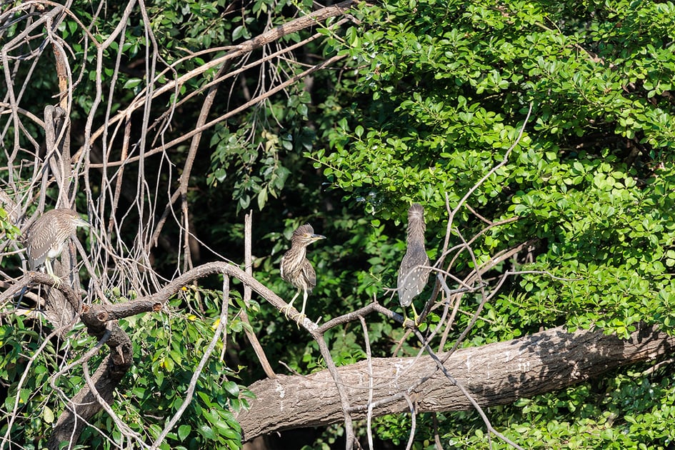 Three young, streaky brown night herons perched among branches and leaves