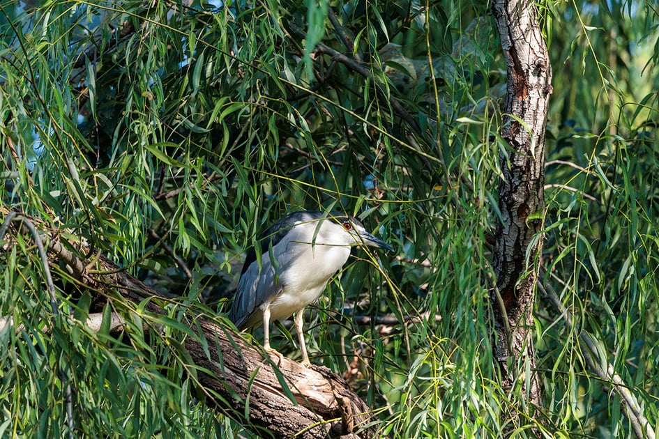 An adult Black-crowned Night Heron perched on a branch among willow leaves