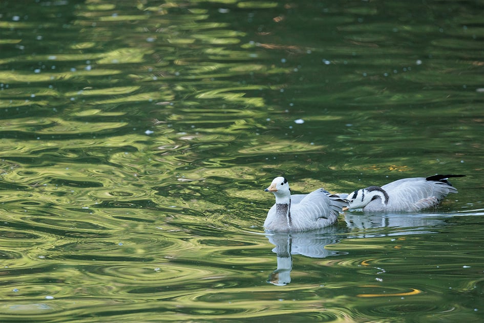 Two Bar-headed Geese with dark head bars swimming on the green lake