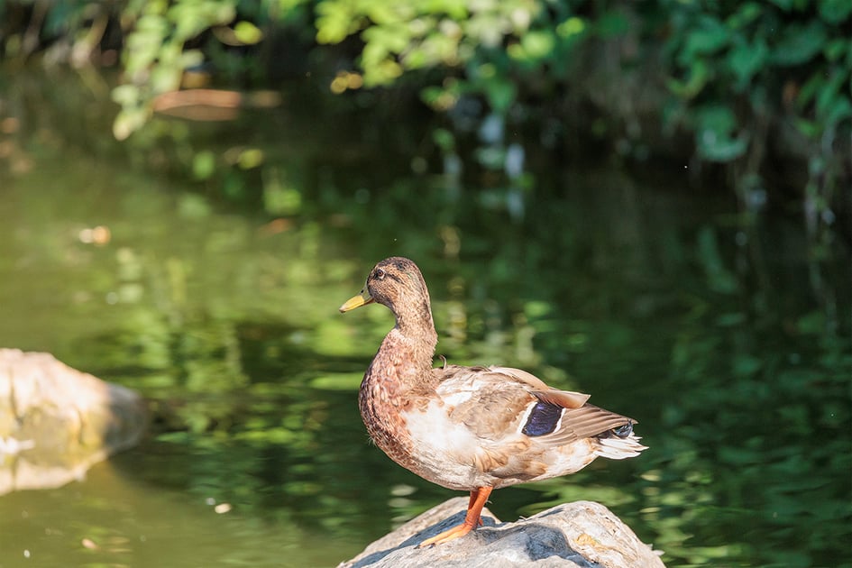 A female Mallard with mottled brown plumage and a blue wing patch standing on a rock by the water
