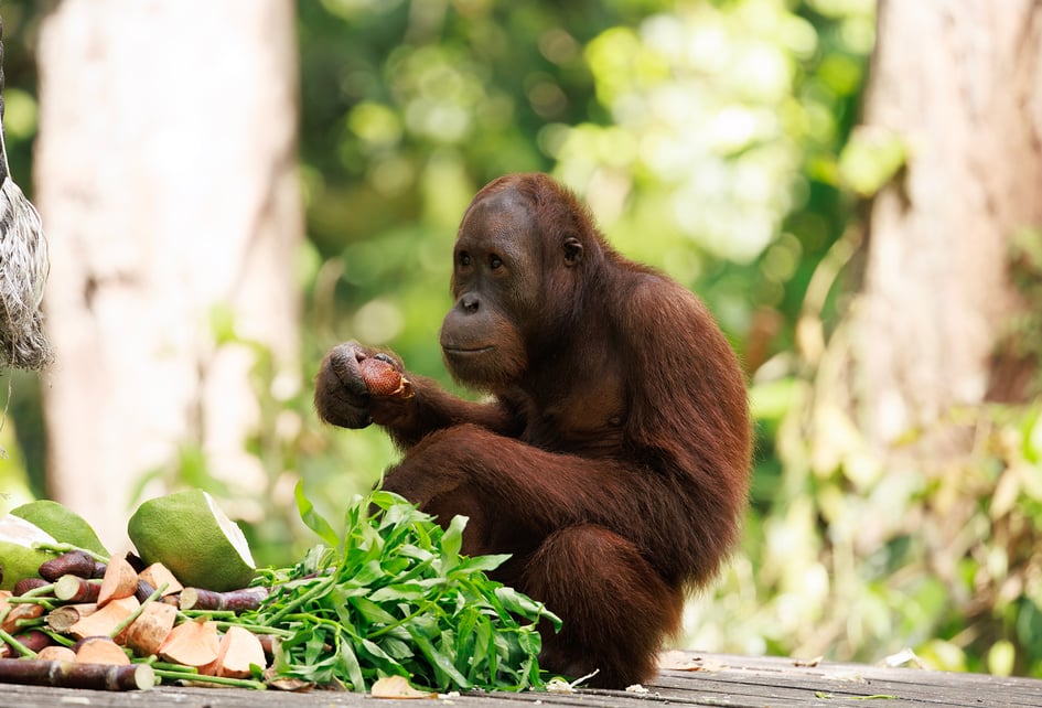 A wild orangutan at the feeding station