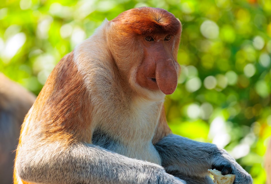 A male Proboscis Monkey at Labuk Bay