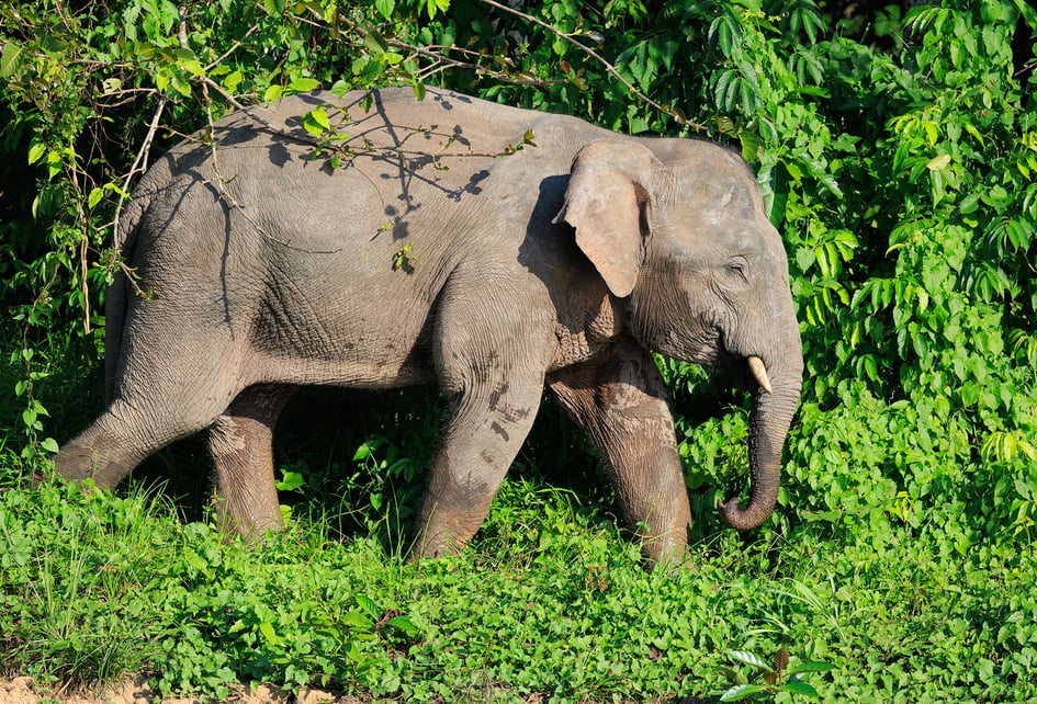 A Bornean Pygmy Elephant navigating the Kinabatangan River