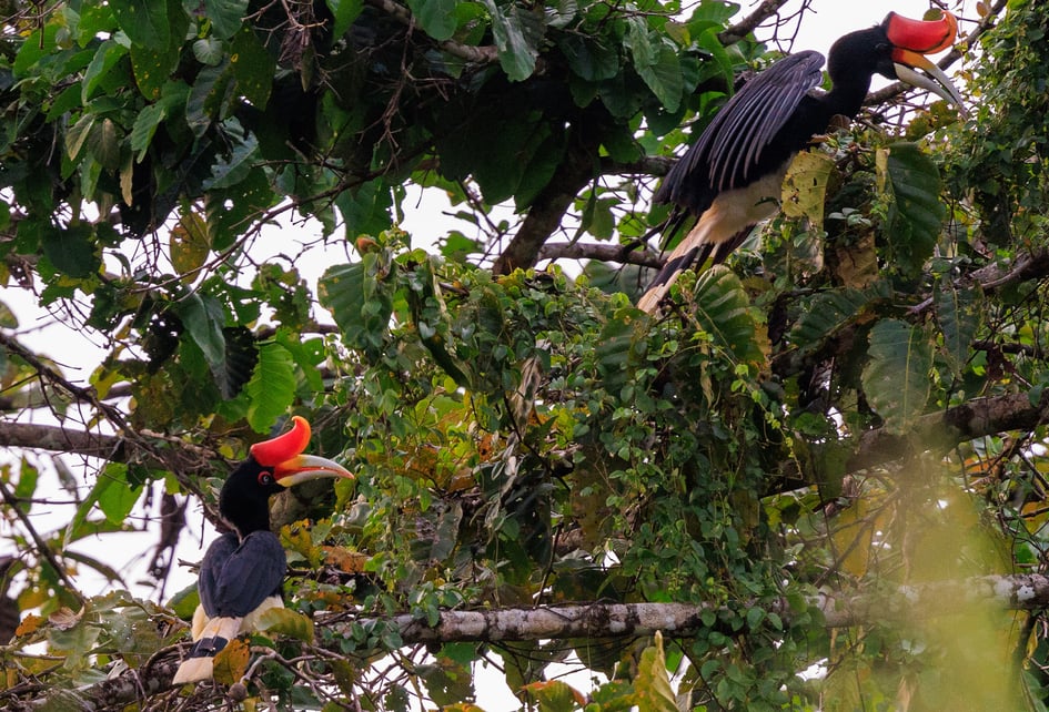 A Rhinoceros Hornbill navigating the upper canopy