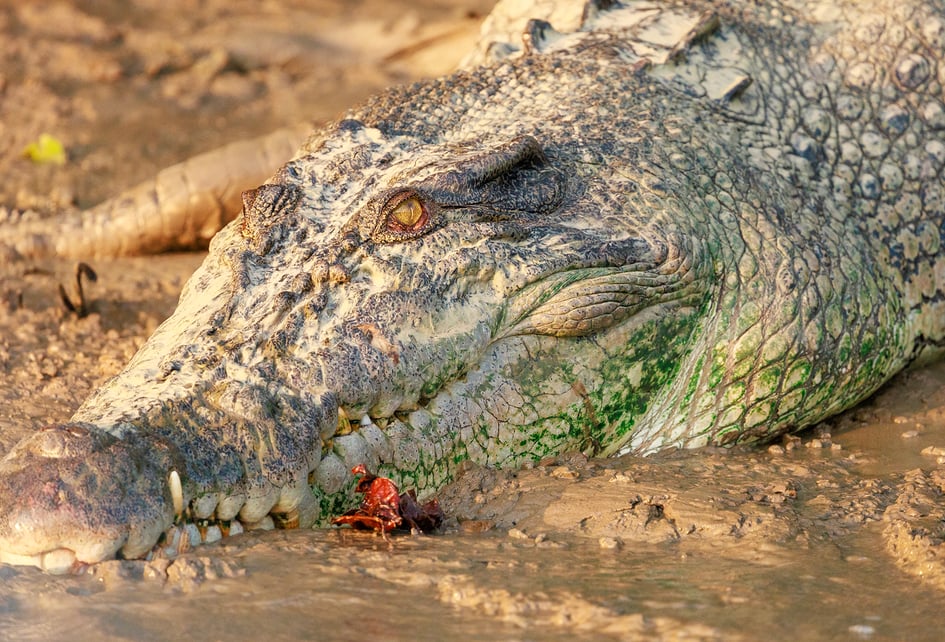 A saltwater crocodile on the riverbank