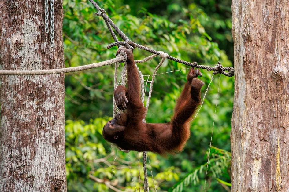 An orangutan close-up portrait at Sepilok