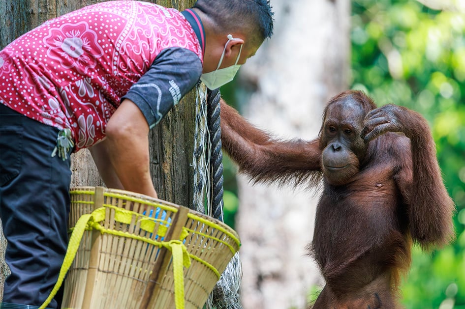 An orangutan sitting on the feeding platform eating food