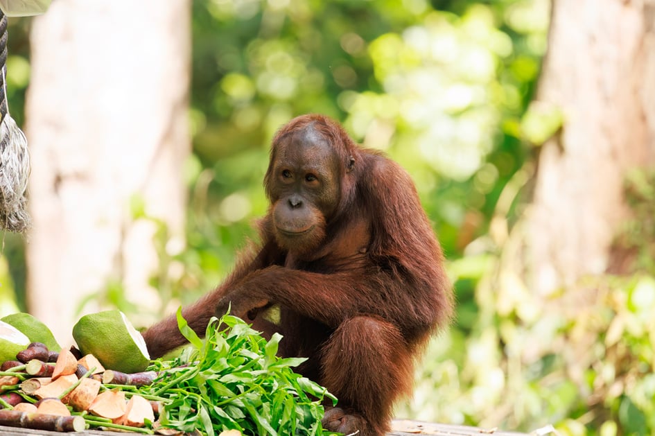 An orangutan navigating the ropes at the feeding platform