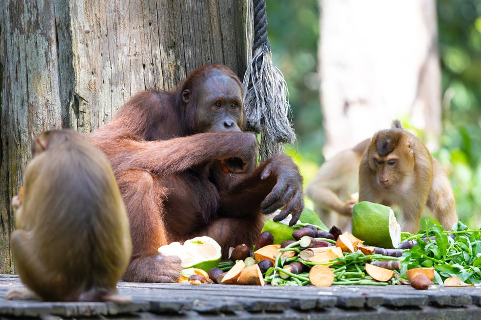 An orangutan sitting comfortably on a wooden platform