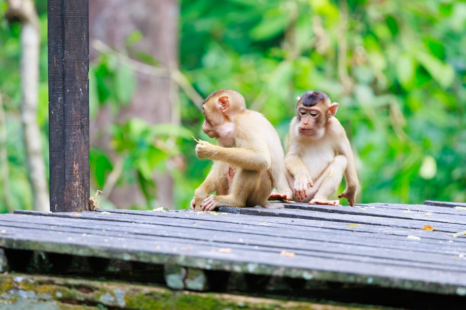 A macaque foraging near the feeding platform