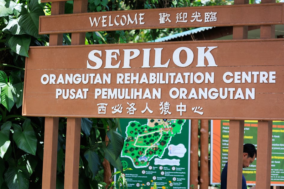 An orangutan sitting on a wooden structure at Sepilok