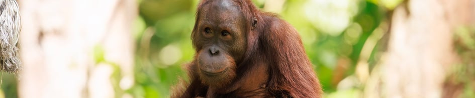 An orangutan in the rainforest canopy at the Sepilok Orangutan Rehabilitation Centre, Borneo