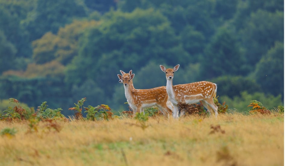 A Fallow Deer buck resting among autumn ferns at Bradgate Park