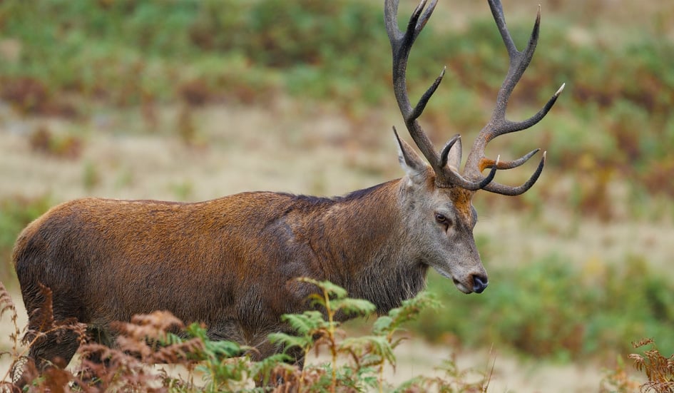 A Red Deer stag roaring during the rut at Bradgate Park