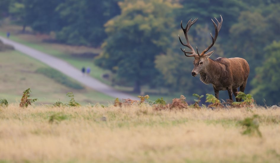 Two Red Deer stags locking antlers at Bradgate Park