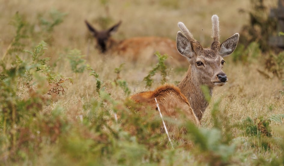 A Red Deer stag walking through morning mist at Bradgate Park