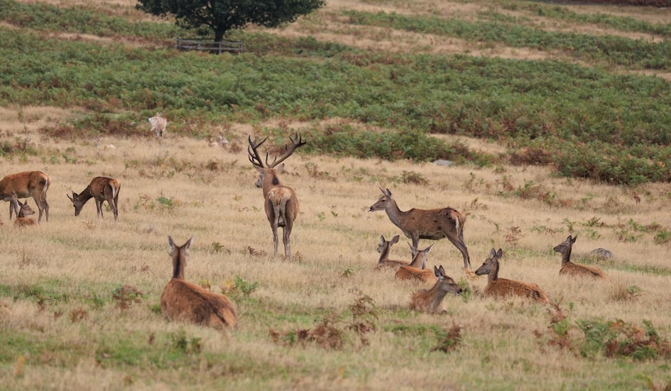 A group of Red Deer resting in long grass at Bradgate Park