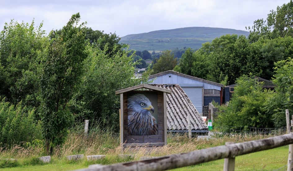 A Red Kite gliding low over the ground at Gigrin Farm