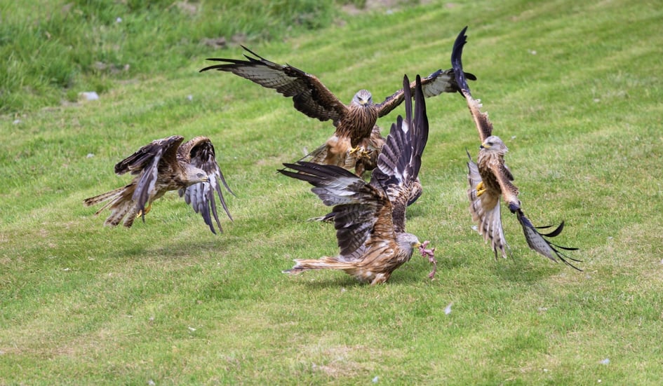 A Red Kite banking in flight at Gigrin Farm