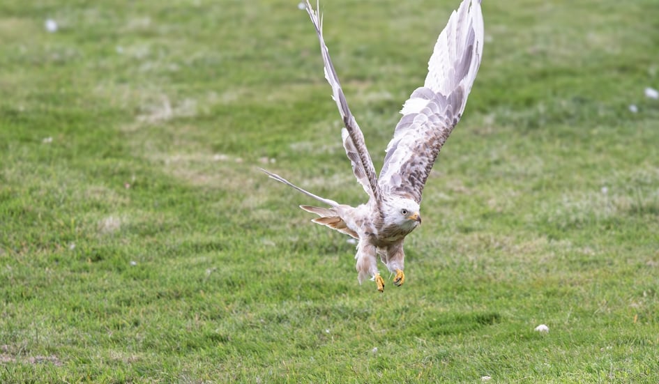 A close flight shot of a Red Kite at Gigrin Farm