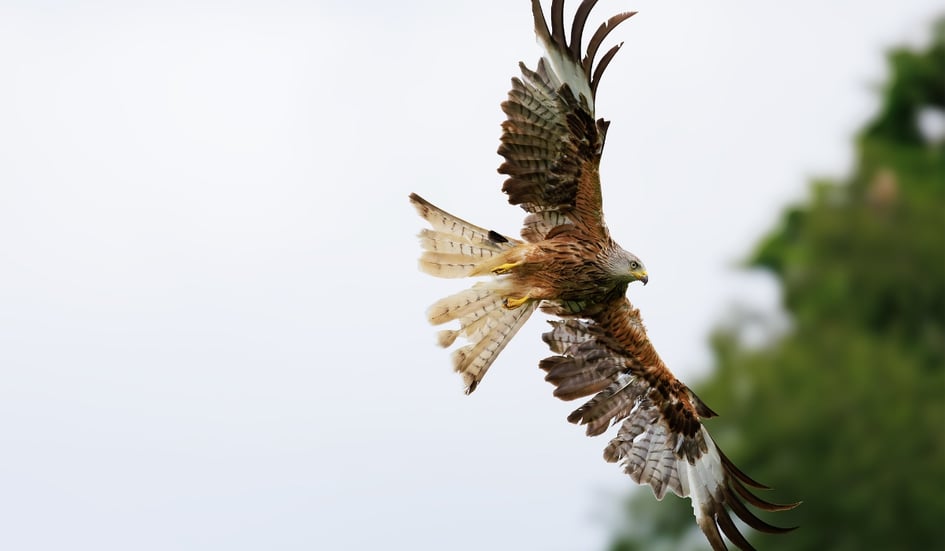 A group of Red Kites circling above the feeding station at Gigrin Farm
