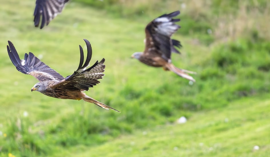 Red Kites gathering above the feeding station at Gigrin Farm