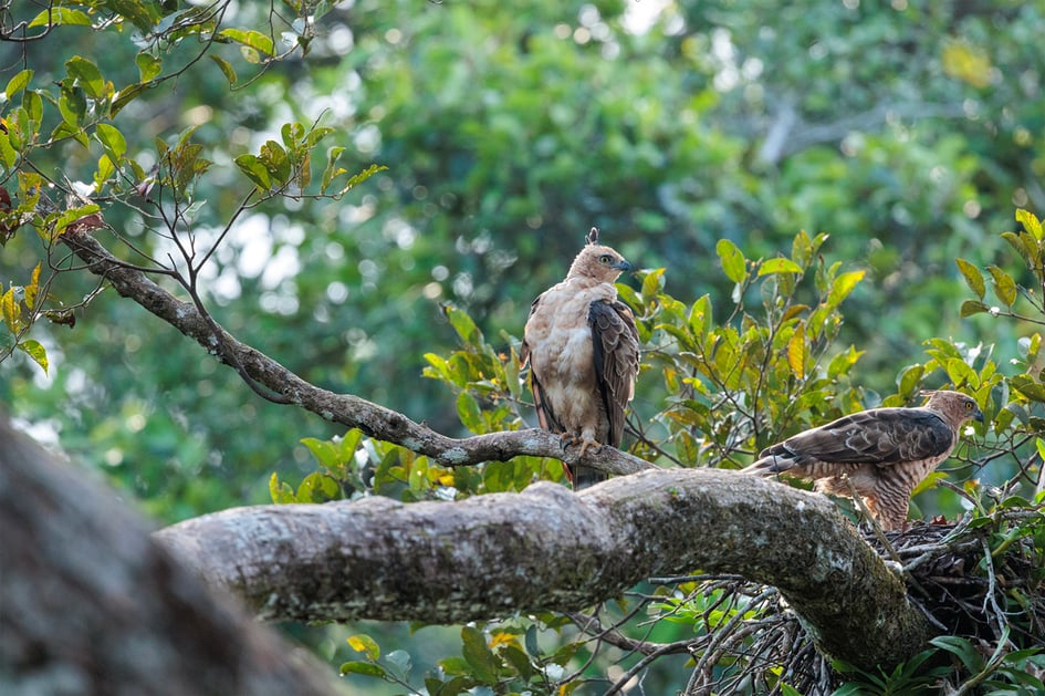 A pair of Wallace's Hawk-Eagles around the nesting area at Sepilok