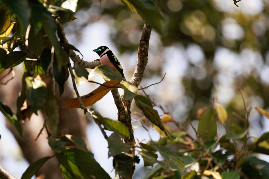 A broadbill perched in the rainforest canopy at Sepilok