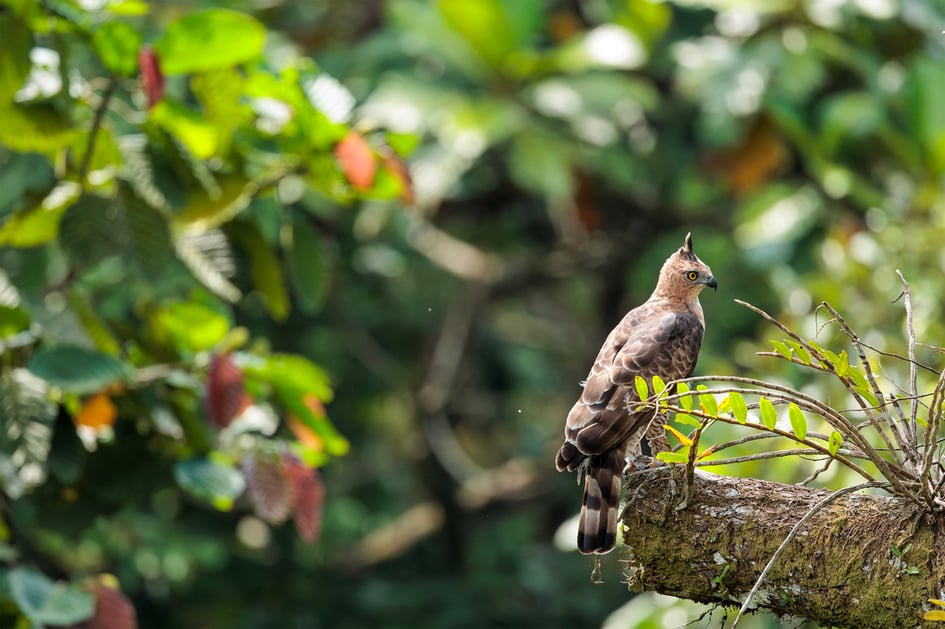 A Wallace's Hawk-Eagle perched in the rainforest canopy at Sepilok