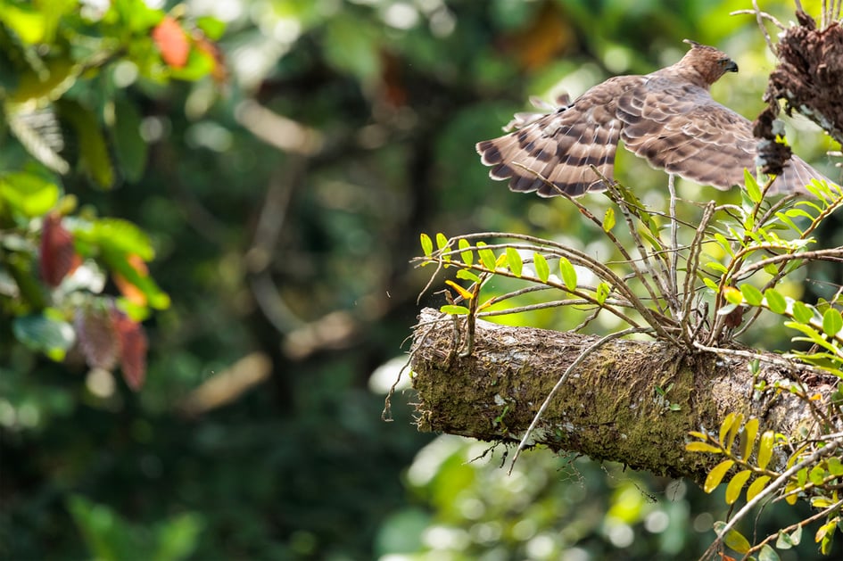 A Wallace's Hawk-Eagle taking off from a rainforest branch