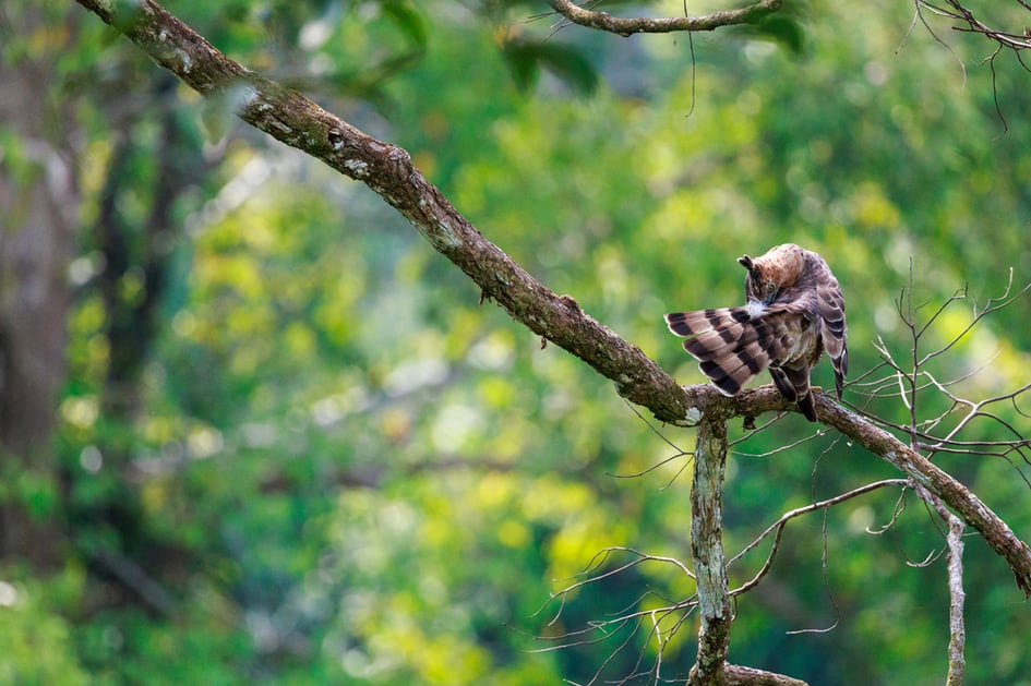 A Wallace's Hawk-Eagle perched with its back showing detailed wing patterning