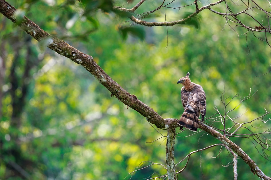 A Wallace's Hawk-Eagle perched in the Borneo rainforest canopy