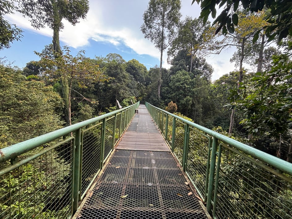 The elevated canopy walkway at the Rainforest Discovery Centre in Sepilok