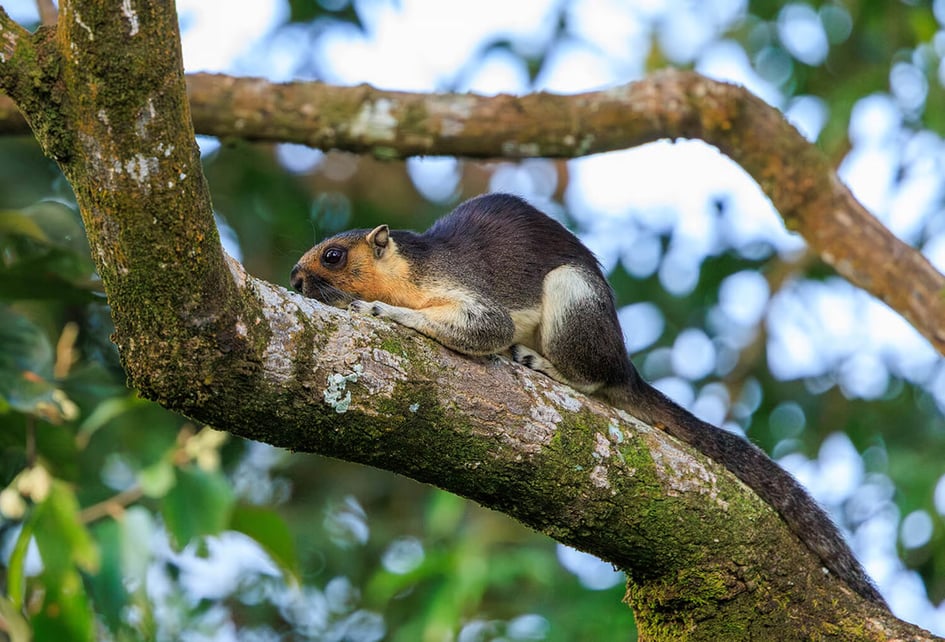 A giant squirrel resting on a rainforest branch at Sepilok