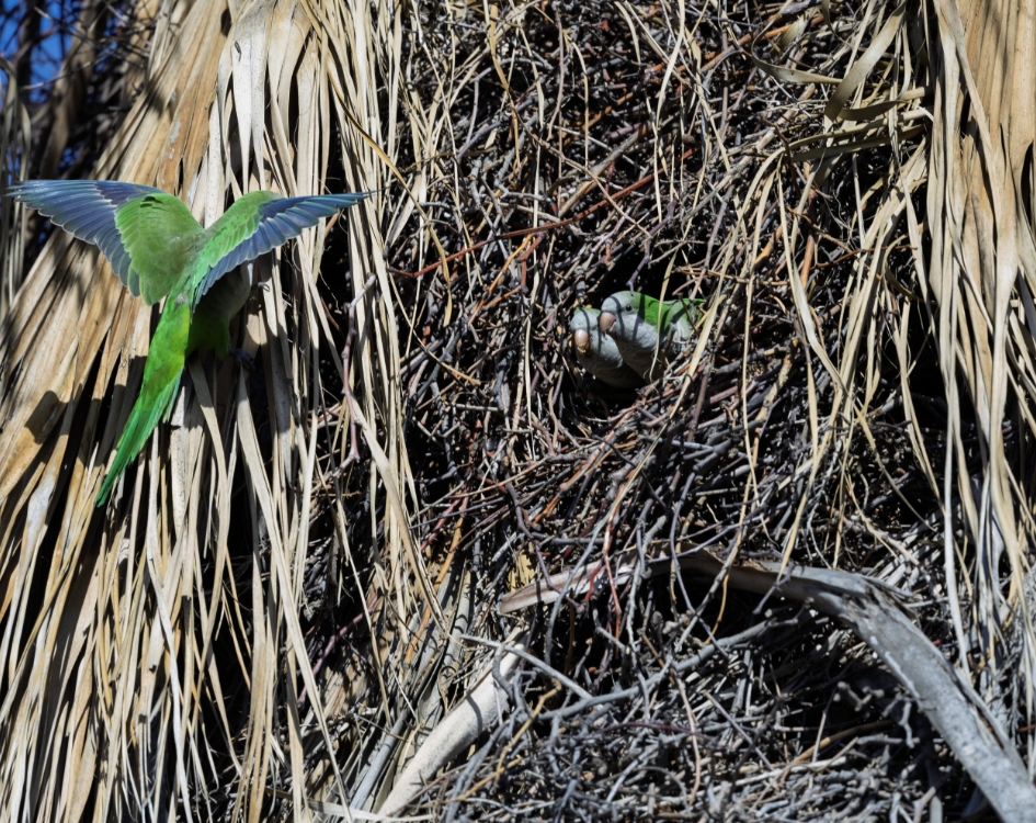 Monk Parakeets at a communal stick nest in a palm tree