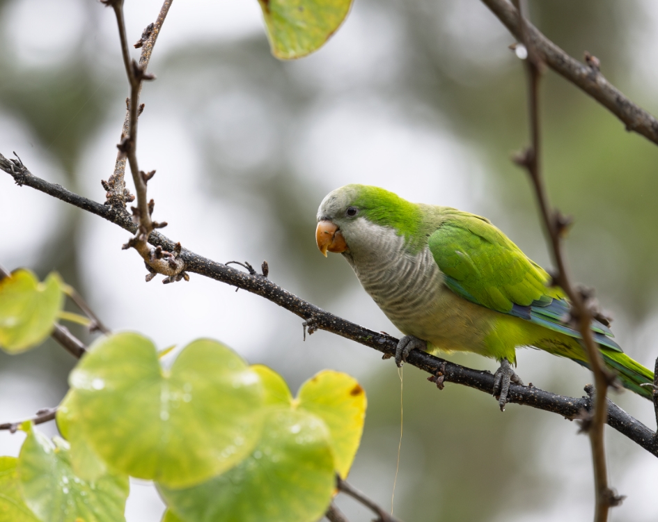 A close-up profile of a Monk Parakeet on a branch