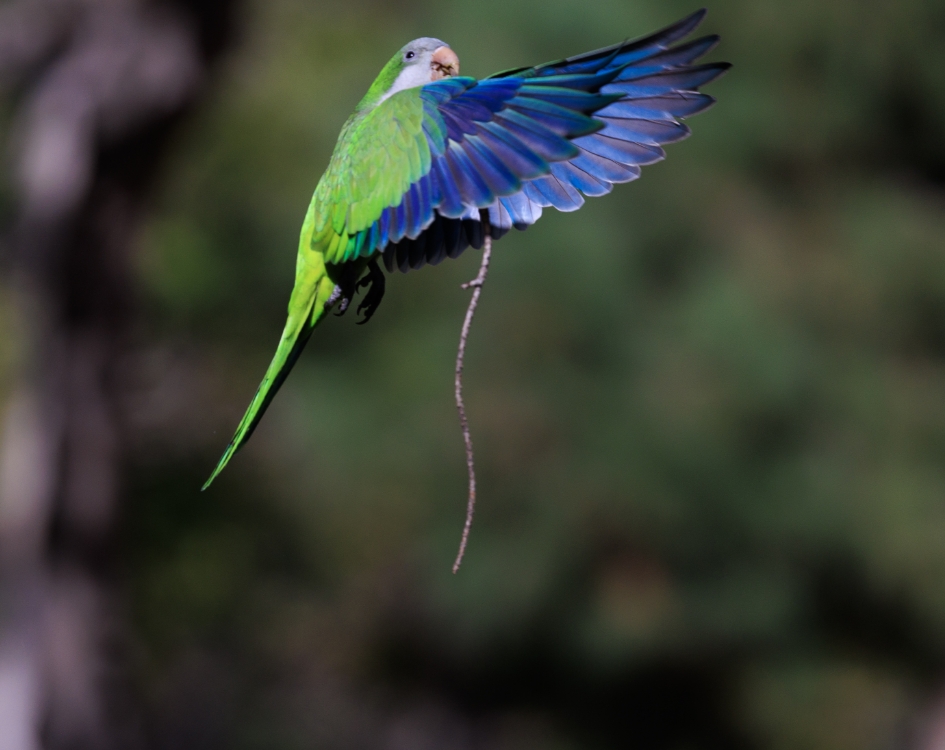 A Monk Parakeet in flight carrying a twig in its beak
