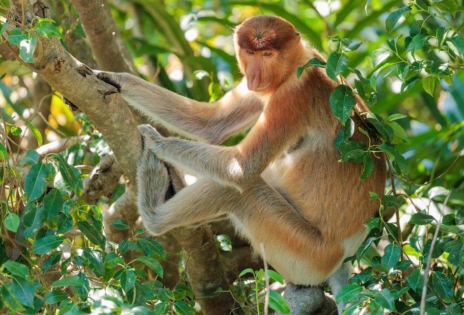 A proboscis monkey sitting in the mangrove canopy at Labuk Bay