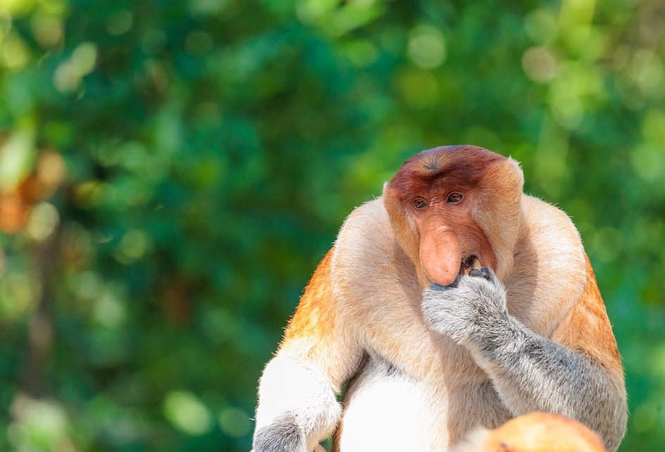 Two proboscis monkeys interacting on a platform