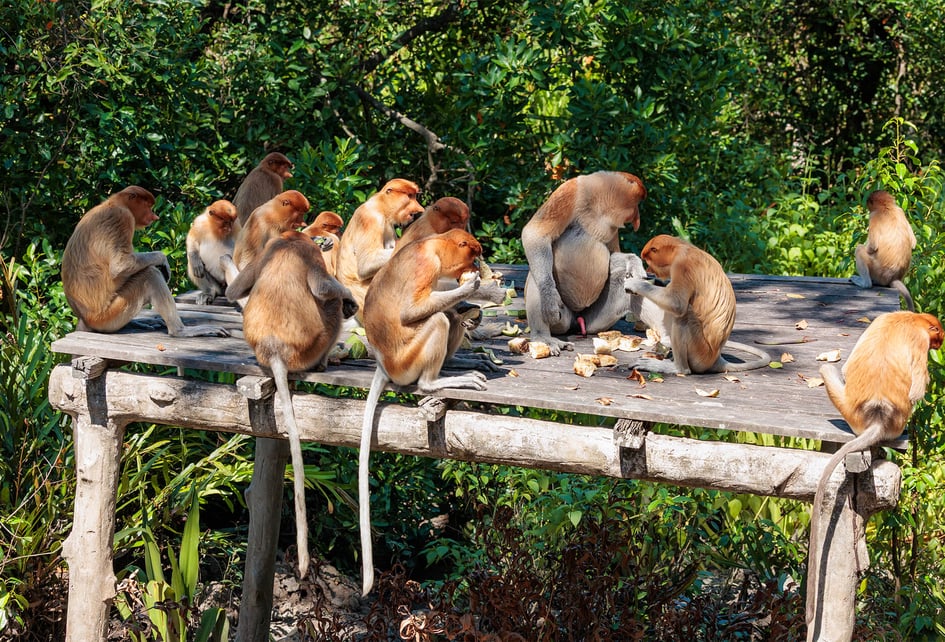 A group of proboscis monkeys gathered at the Labuk Bay sanctuary