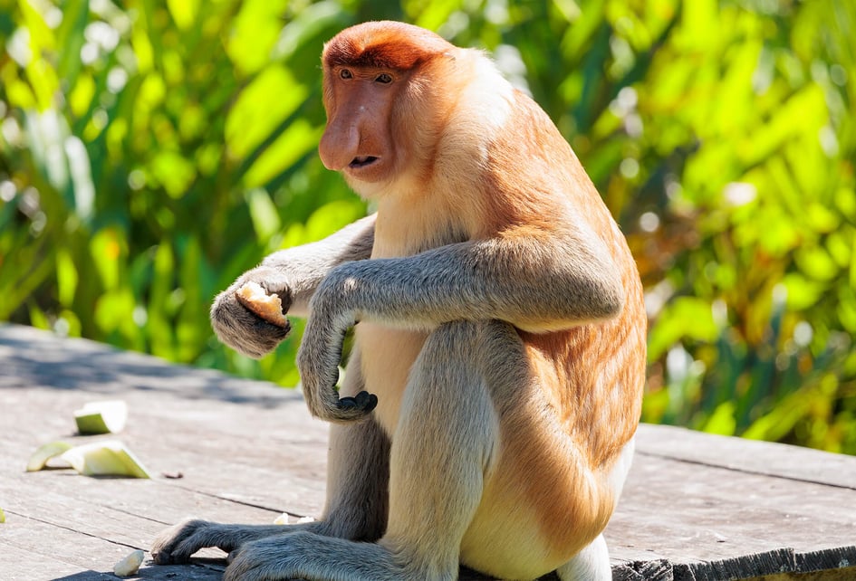 A proboscis monkey foraging on a feeding platform
