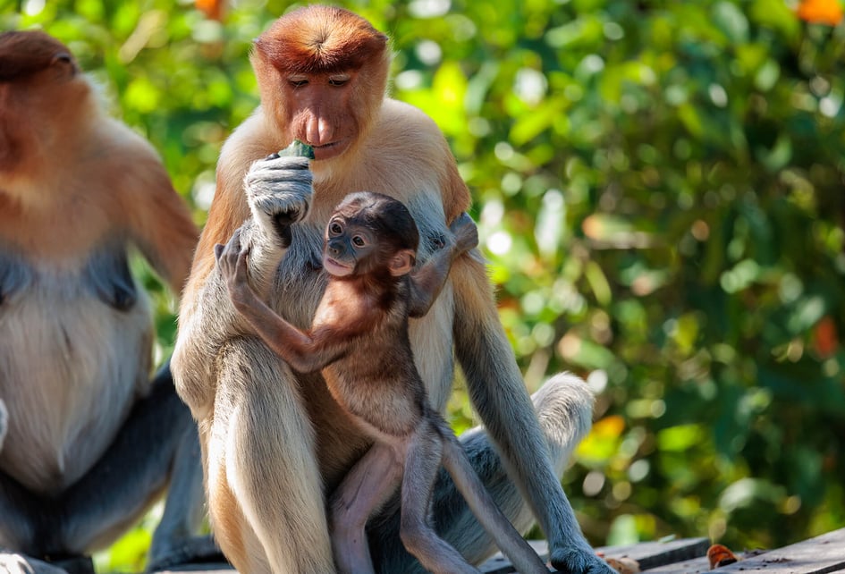 A proboscis monkey eating food provided during feeding time
