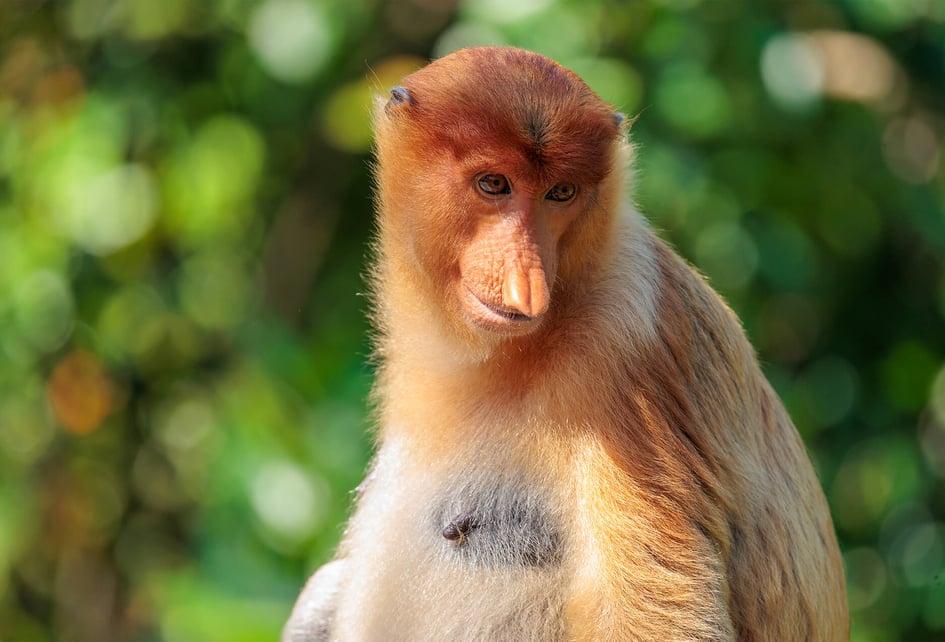 A close-up portrait of a proboscis monkey against a soft green background