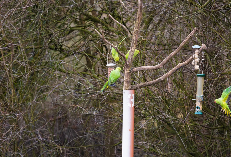 A Ring-necked Parakeet perched at RSPB Sandwell Valley